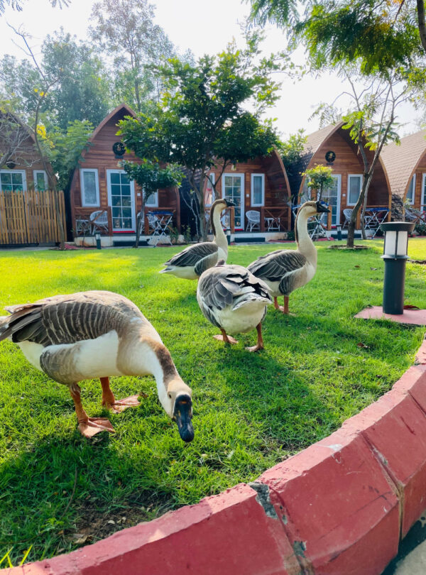 Bodhiwoods Resort